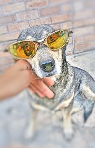 Contatinhos Do Zap