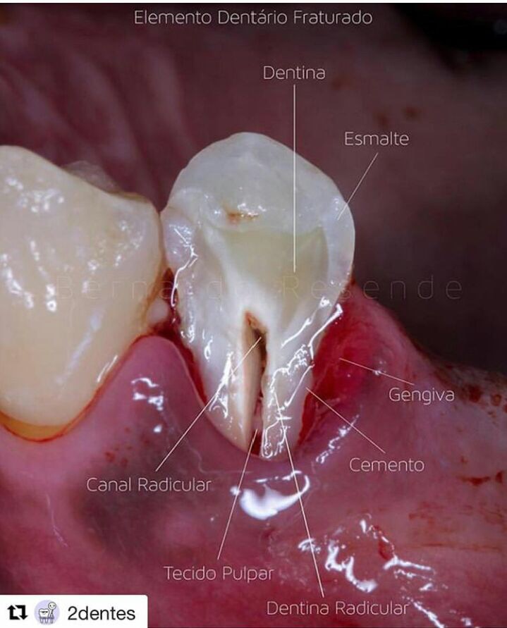 Odontologia Por Amor
