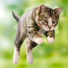 O pulo do gato