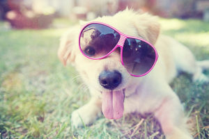 Amantes de Pet ???