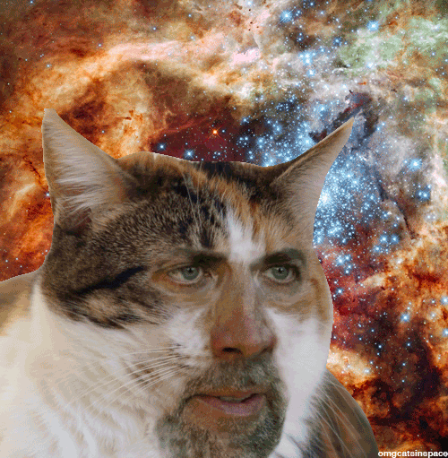Eu amo os memes do Nicolas Cat