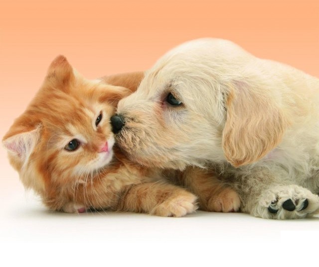 AMANTES DE PET