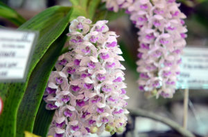 Orquídeas Dicas e Ajudas