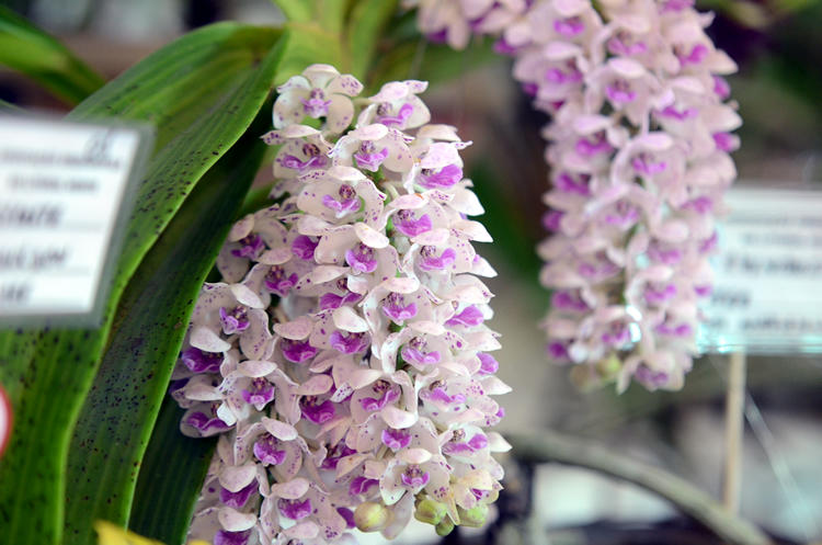 Orquídeas Dicas e Ajudas