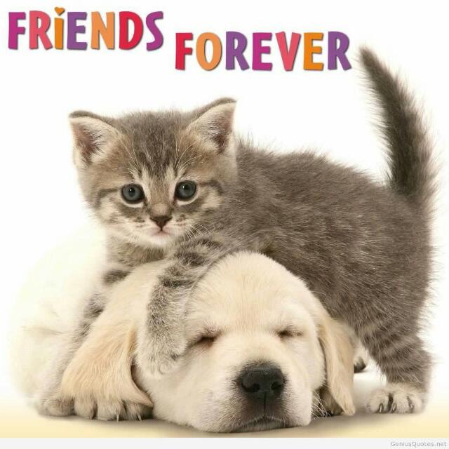 Friends forever