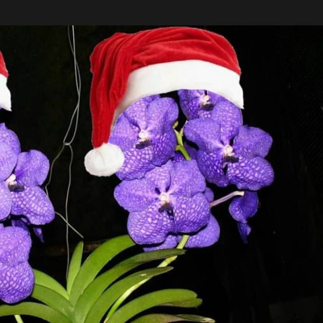 Orquídeas Maravilindas ??