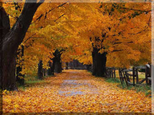 Make It Fall