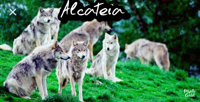 Alcateia ❤?❤