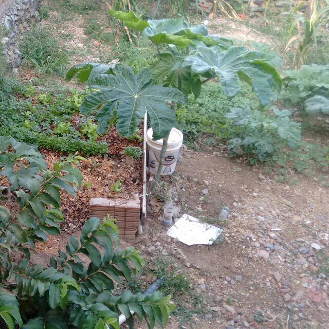 POMAR E HORTA EM CASA