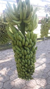 Zuera