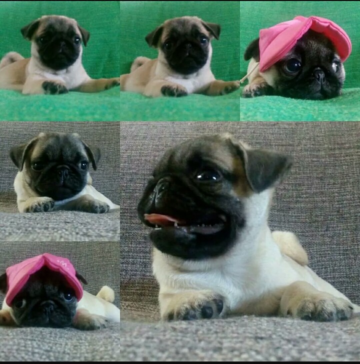 Compra e venda cães de raça