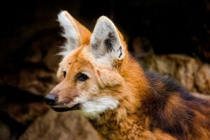 LOBOS DO CERRADO – CBA