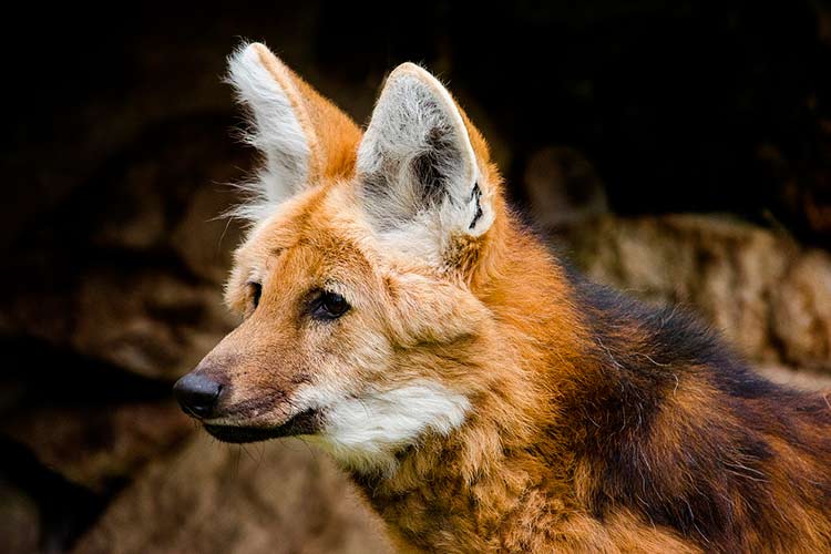 LOBOS DO CERRADO – CBA
