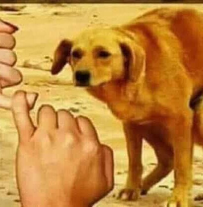 MELHORES VIDEOS DO ZAP