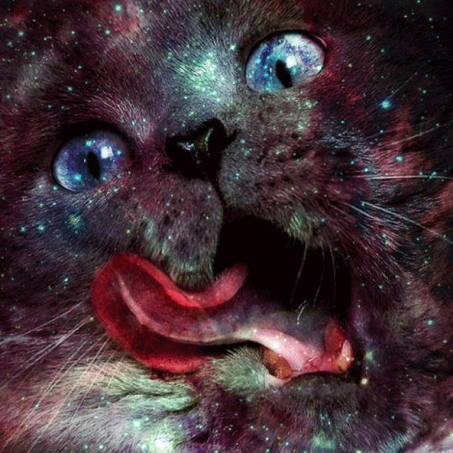 Figs de gatos