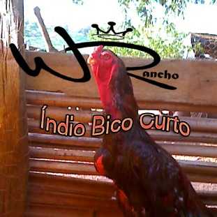 Rancho Wr Índio Bico Curto
