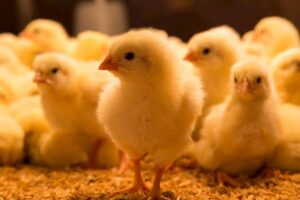 Aves Brasil