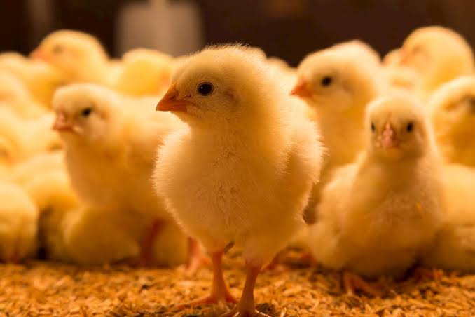 Aves Brasil