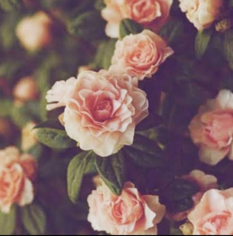Flowers Moda