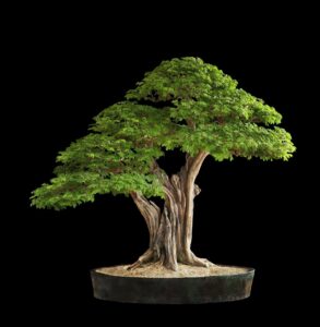 Bonsai hobby