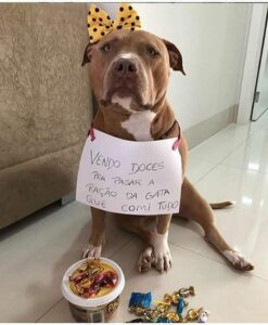 Zoeira nível hard
