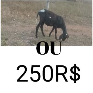 Rifa de uma ovelha