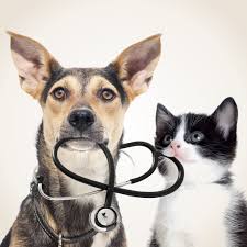 Medicina Veterinária