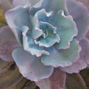Adubo para orquídeas