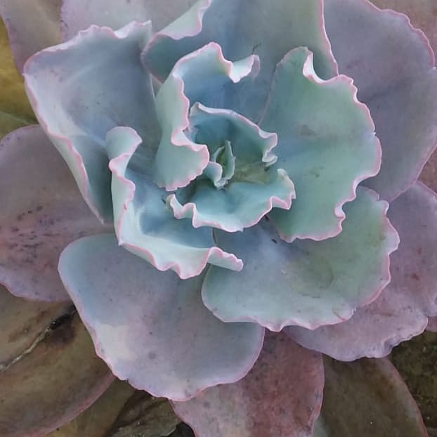 Adubo para orquídeas