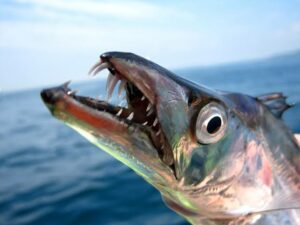 Amigos de pesca ITAPEMA