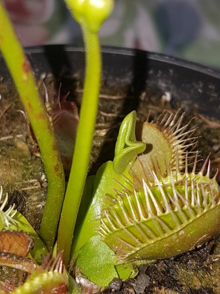 Grupo Plantas carnívoras
