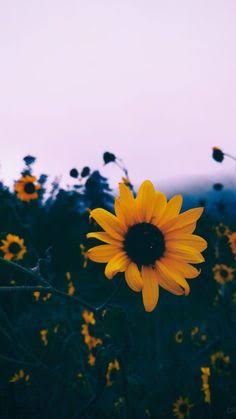 💯🌻 Frases & Status 💯🌻