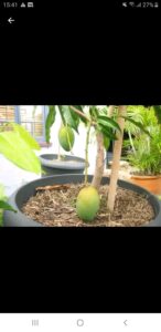 Frutíferas em vaso