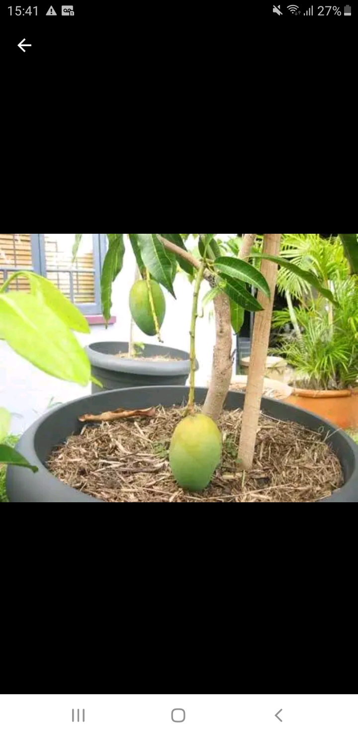 Frutíferas em vaso