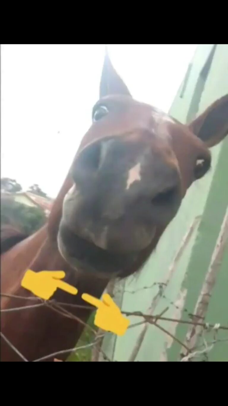 Jóias do infinito