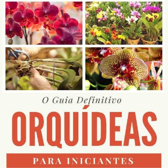 Orquídeas para iniciantes