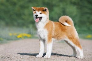 Grupo dos Akita 🐕
