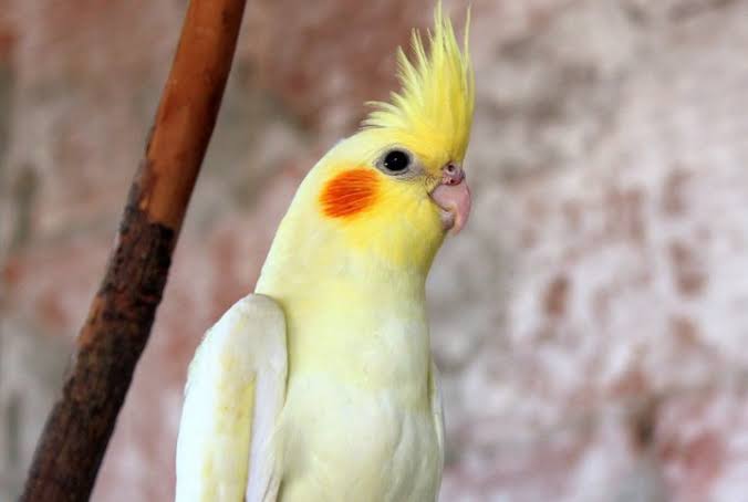 Calopsits de cada dia 🦜