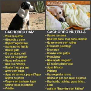 Bonde do Chado