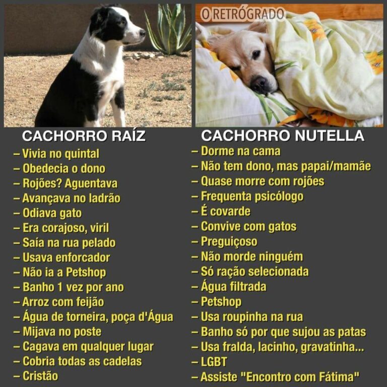 Bonde do Chado