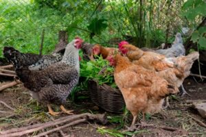 Criadores de Galinhas