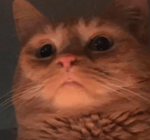 Memes