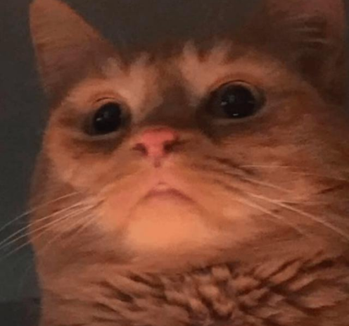 Memes