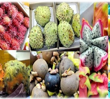 Frutiferas raras