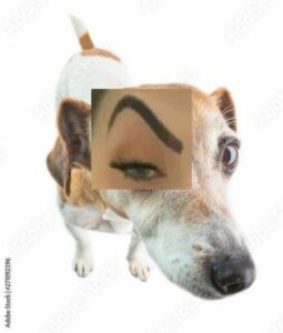 Novas amizades