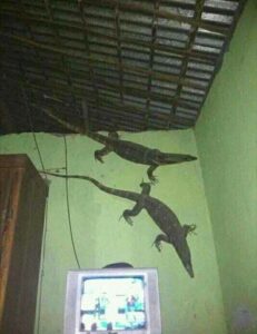 Botaram wifi na selva?
