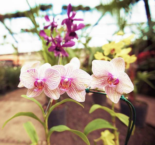 Cantinho das orquídeas