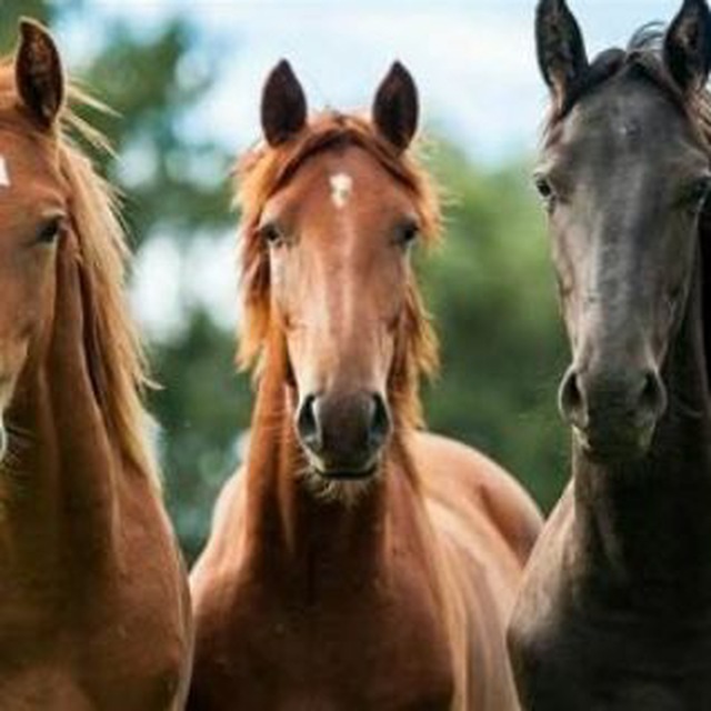 Compra e venda de cavalos