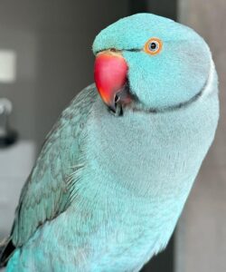 Ring Neck Brasil