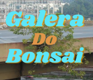 Galera do Bonsai